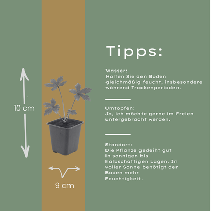 Buitenplant 24x Astrantia major - Bloeiend - Pot Ø 9cm Hoogte ↕ 10-25cm