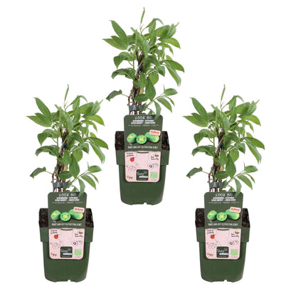 Buitenplant 3x Actinidia arguta 'Issai' - Pot Ø 13cm Hoogte ↕ 45cm