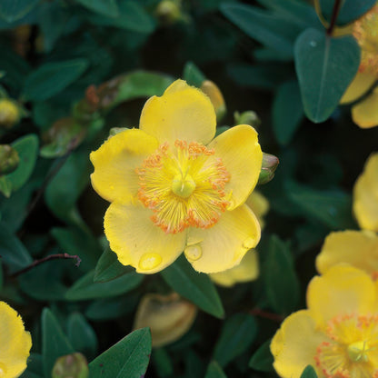 Buitenplant 60x Hypericum calycinum - Bloeiend - Pot Ø 9cm Hoogte ↕ 10-25cm