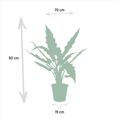 Kamerplant Duo - Alocasia Cucullata + Alocasia Lauterbachiana