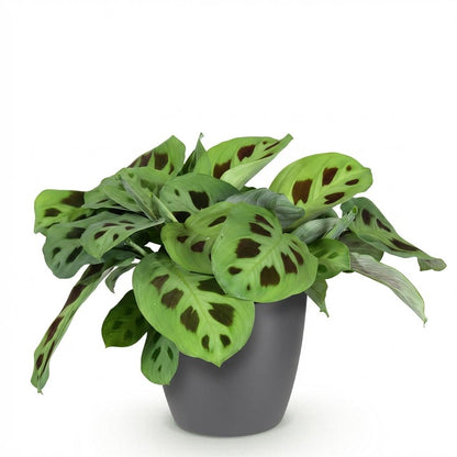 Kamerplant - Maranta Fascinator Kerchoveana - Zebraplant - Pot Ø 12cm Hoogte ↕ 25cm