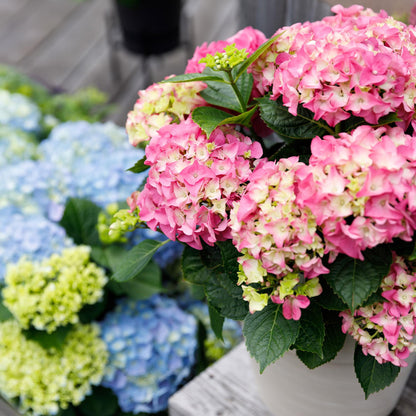 Buitenplant - Hortensia Hydrangea Forever & Ever - Roze - Pot Ø 23cm Hoogte ↕ 55cm