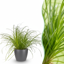 Kamerplant - Cyperus alternifolius Zumula - Kattengras - Pot Ø 12cm Hoogte ↕ 20cm