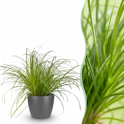 Kamerplant - Cyperus alternifolius Zumula - Kattengras - Pot Ø 12cm Hoogte ↕ 20cm