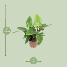 Kamerplant - Philodendron Imperial Green - Pot Ø 27cm Hoogte ↕ 80cm