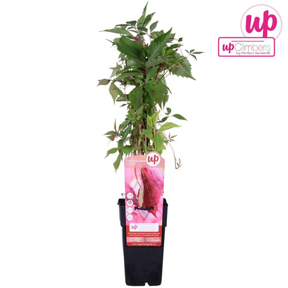 Buitenplant - Parthenocissus q. var. 'Engelmannii' - Klimplant - Pot Ø 15cm Hoogte ↕ 65cm