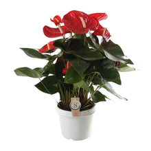Kamerplant - Anthurium Red Champion - Bloeiend - Pot Ø 21cm Hoogte ↕ 65cm