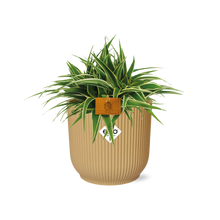 Kamerplant - Chlorophytum Ocean - Pot Ø 16cm Hoogte ↕ 15cm