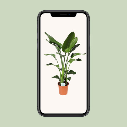 Kamerplant - Strelitzia Nicolai - Hoogte ↕ 35-250cm