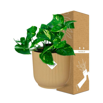 Kamerplant - Epipremnum Pinnatum 'Aureum' - Pot Ø 14cm