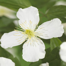 Buitenplant 2x Clematis montana Grandiflora - Vroegbloeiend Wit - Pot Ø 11cm Hoogte ↕ 40cm