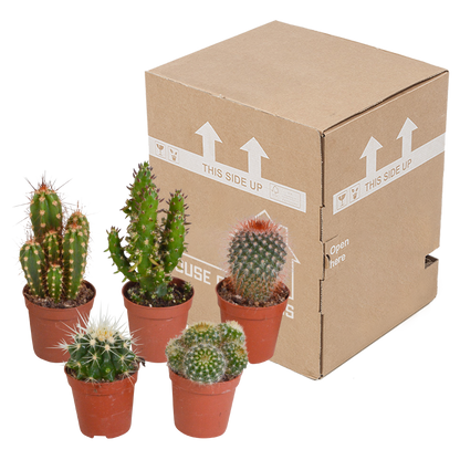 Kamerplant 5x Cactus Mix - Zonder pot - Pot Ø 5.5cm