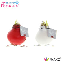 Kamerplant 2x Waxz Kolibri Mix - Bloeiend - Pot Ø 7cm Hoogte ↕ 15cm