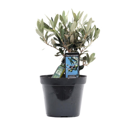 Kamerplant - Olea europaea (Olijfboom) - Pot Ø 13cm Hoogte ↕ 25cm