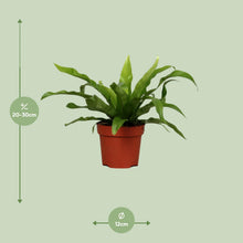 Kamerplant - Asplenium Antiquum - Pot Ø 12cm Hoogte ↕ 25cm
