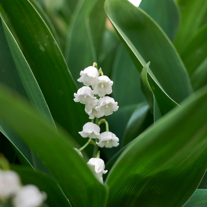 Buitenplant 6x Convallaria majalis - Geurend - Pot Ø 9cm Hoogte ↕ 10-25cm