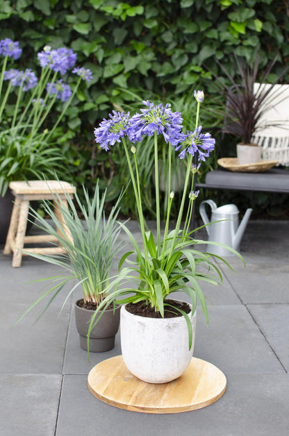 Buitenplant - Agapanthus 'Ever Sapphire' - Bloeiend - Pot Ø 19cm Hoogte ↕ 75cm