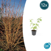 Buitenplant 12x Cornus sang. 'Anny's Winter Orange' - Pot Ø 9cm Hoogte ↕ 10-25cm