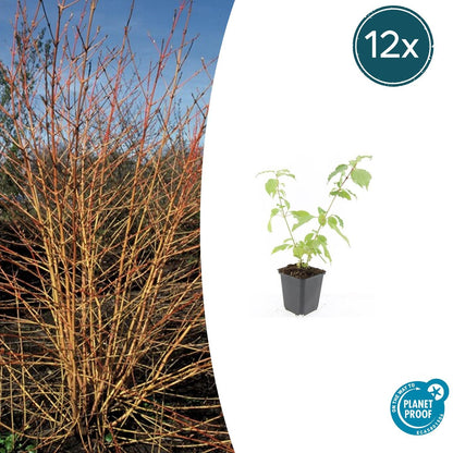 Buitenplant 12x Cornus sang. 'Anny's Winter Orange' - Pot Ø 9cm Hoogte ↕ 10-25cm