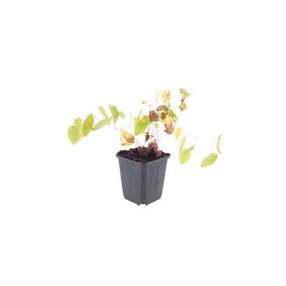 Buitenplant 6x Epimedium y. 'Niveum' - Pot Ø 9cm Hoogte ↕ 10-25cm