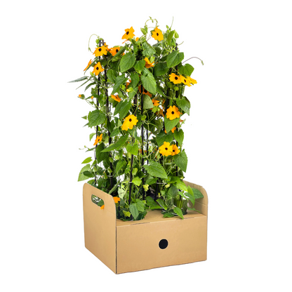 Buitenplant 4x Thunbergia Alata Sunny Susy New Orange - Bloeiend - Pot Ø 13cm Hoogte ↕ 60cm