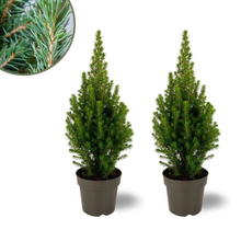Buitenplant 2x Picea glauca Perfecta - Winterhard - Pot Ø 15cm Hoogte ↕ 40cm