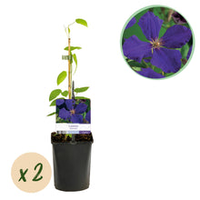Buitenplant - Clematis Jackmanii - Klimplant - Pot Ø 11cm Hoogte ↕ 40cm