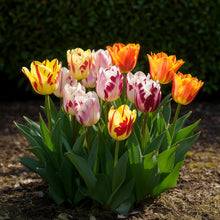 Bloembollen - Tulp Flaming Beauty mix - Diverse kleuren - 15 stuks - Bolmaat 11/12