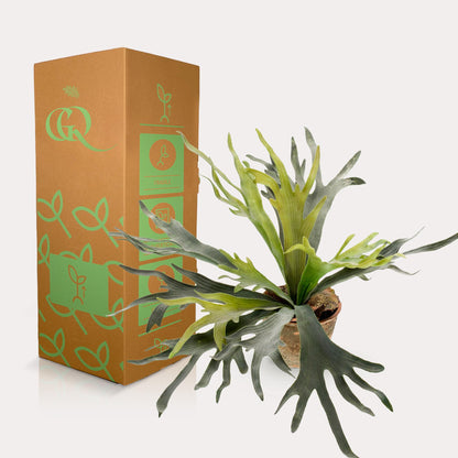 Kunstplant - Staghorn Fern Hertshoornvaren - Hoogte ↕ 50cm