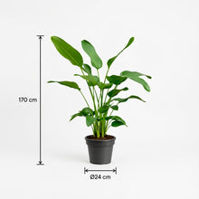 XL Kamerplant - Strelitzia Nicolai - Pot Ø 24cm Hoogte ↕ 170cm
