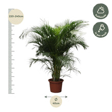 XL Kamerplant - Dypsis Lutescens (Areca Palm) - Pot Ø 40cm Hoogte ↕ 230cm