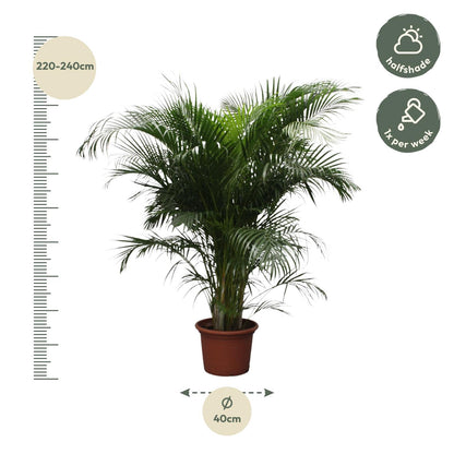 Kamerplant - Dypsis Lutescens (Areca Palm) - Hoogte ↕ 12-230cm