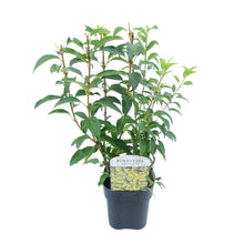 Buitenplant - Forsythia intermedia 'Goldrauch' - Bloeiend - Pot Ø 17cm Hoogte ↕ 45cm