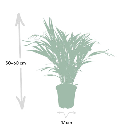 Kamerplant - Dypsis Lutescens (Areca Palm) - Hoogte ↕ 12-230cm