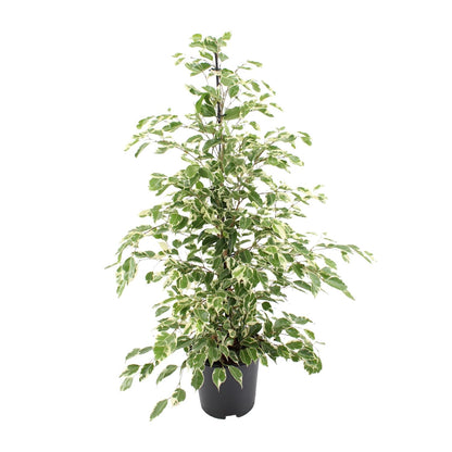 Kamerplant - Ficus benjamina Twilight - Pot Ø 21cm Hoogte ↕ 95cm