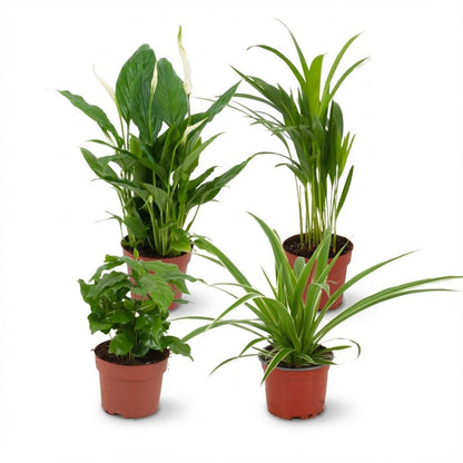 Kamerplant - Luchtzuiverende Kamerplanten Mix - Luchtzuiverend - Pot Ø 12cm Hoogte ↕ 30-40cm