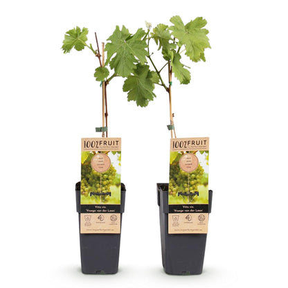 Buitenplant 2x Vitis vinifera 'Vroege van der Laan' (Witte druif) - Fruitplant - Pot Ø 15cm Hoogte ↕ 50cm