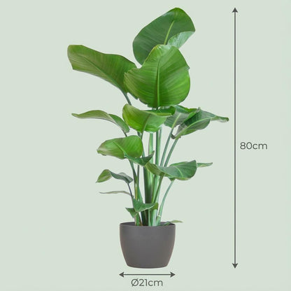 Kamerplant - Strelitzia Nicolai - Pot Ø 21cm Hoogte ↕ 80cm