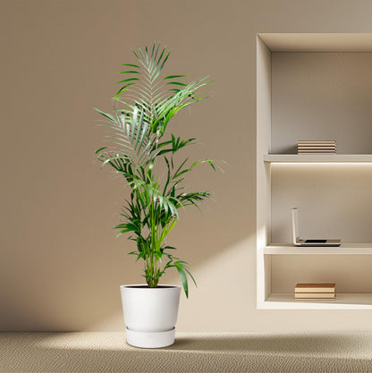 Kamerplant - Kentia Palm - XL - Pot Ø 24-30cm Hoogte ↕ 200cm