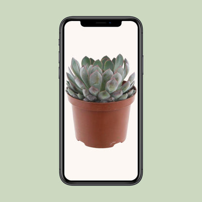 Kamerplant - Echeveria Pelisuda - Pot Ø 17cm Hoogte ↕ 30cm