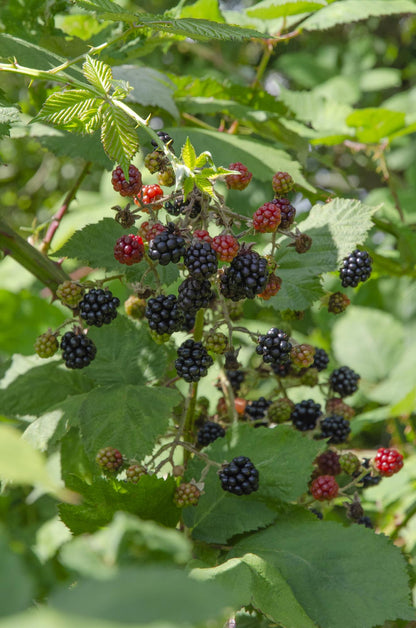 Buitenplant - Rubus idaeus Lochness - Bramen - Pot Ø 13cm Hoogte ↕ 45cm