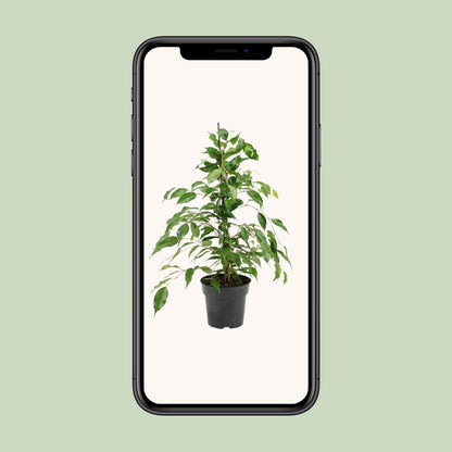 Kamerplant - Ficus Benjamina Danita - Pot Ø 17cm Hoogte ↕ 70cm