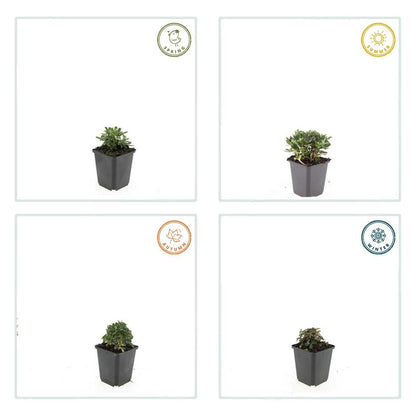 Buitenplant 24x Potentilla tridentata 'Nuuk' - Bloeiend - Pot Ø 9cm Hoogte ↕ 10-25cm