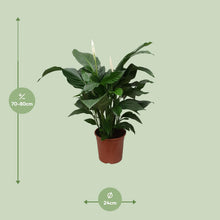 Kamerplant - Spathiphyllum Sweet Silvana - Pot Ø 24cm Hoogte ↕ 80cm