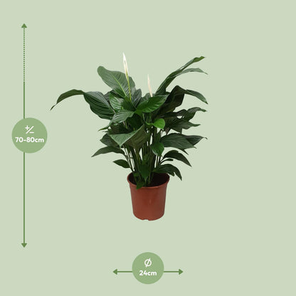 Kamerplant - Spathiphyllum Sweet Silvana - Pot Ø 24cm Hoogte ↕ 80cm