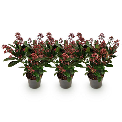 Buitenplant 3x Skimmia japonica Rubella - Winterhard - Bloeiend - Pot Ø 10.5cm Hoogte ↕ 25cm