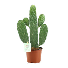Kamerplant - Opuntia Rubescens Consolea - Pot Ø 12cm Hoogte ↕ 35cm