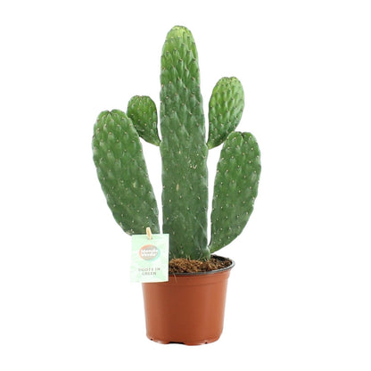 Kamerplant - Opuntia Rubescens Consolea - Pot Ø 12cm Hoogte ↕ 35cm