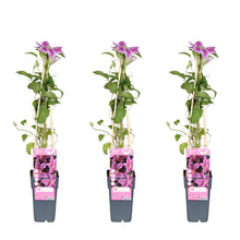 Buitenplant 3x Clematis Tudor - Bloeiend - Pot Ø 15cm Hoogte ↕ 65cm