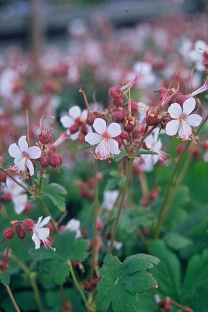Buitenplant 48x Geranium macrorrhizum 'Spessart' - Vaste plant, Winterhard, Bloeiend - Pot Ø 9cm Hoogte ↕ 25cm